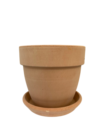 SMILA - NATURA WITH SAUCER 
